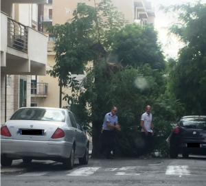 albero crollato