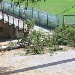 reggio albero granillo caduto (1)