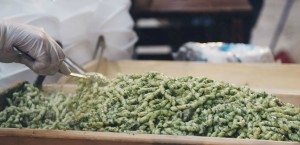 Sagra della Busiata (Foto Giuseppe Renda)