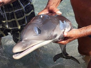 delfino pace messina (3)