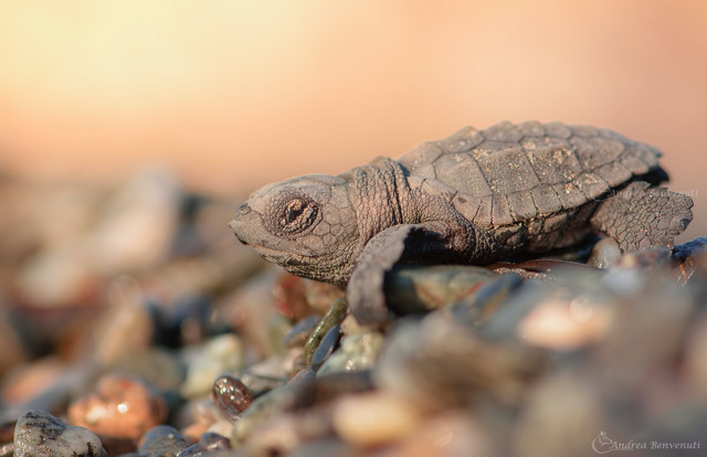 L'associazione Caretta Calabria Conservation si occupa del monitoraggio ...