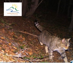 gatto selvatico aspromonte 1