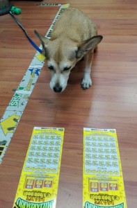 cane cerca gratta e vinci matchpoint (5)
