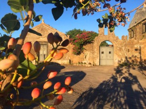 pistacchio di Bronte