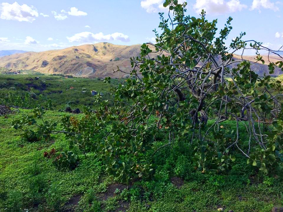 pistacchio di Bronte