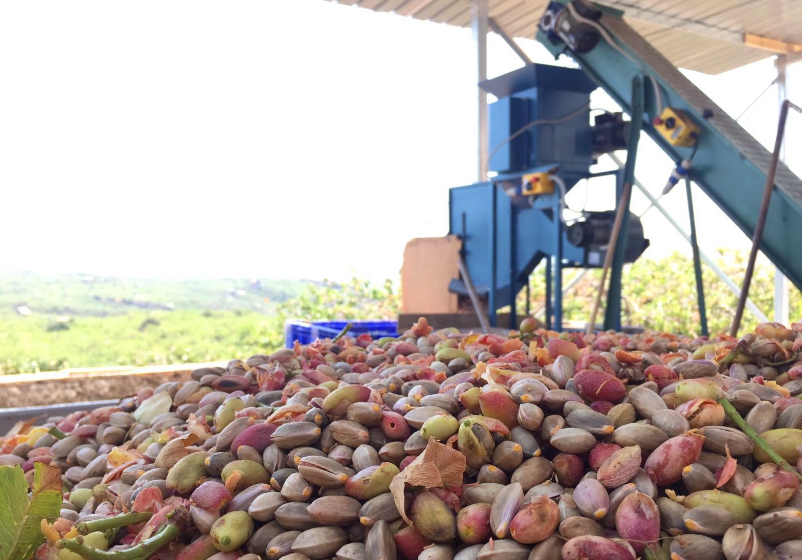 pistacchio di Bronte (6)