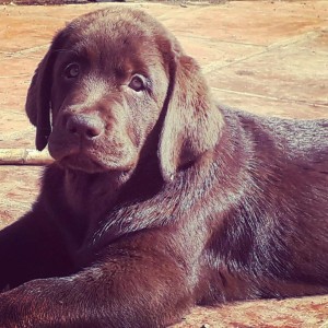 cane labrador portire milan storari