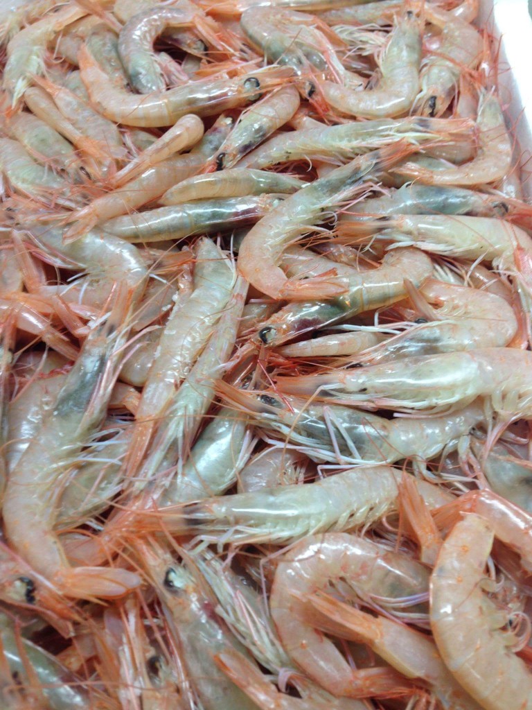 gamberi