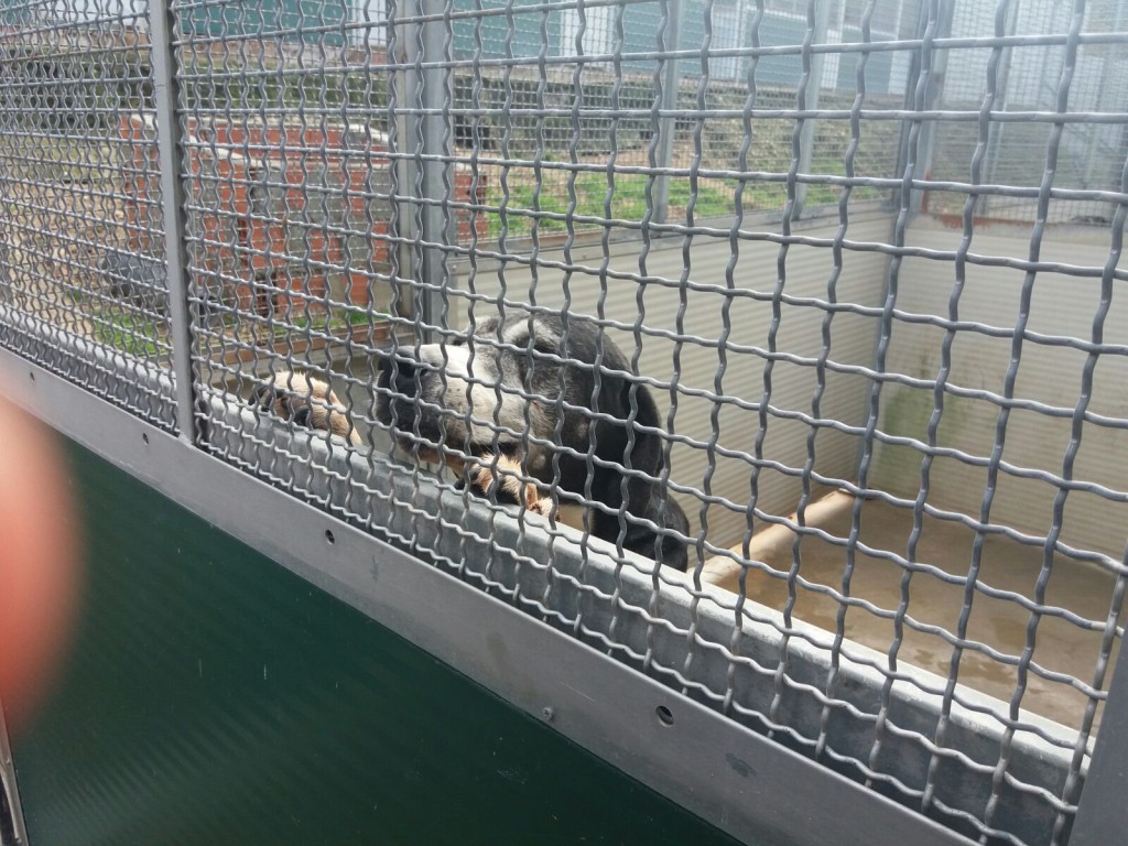 canile millemusi messina adozione a distanza (2)