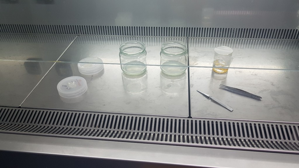 laboratorio genetica agraria
