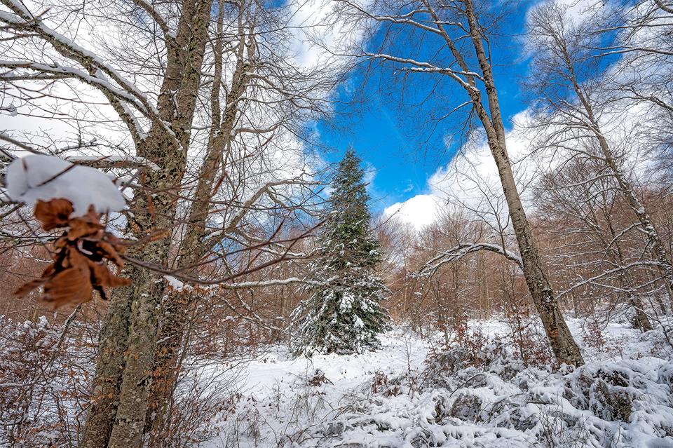 neve gambarie
