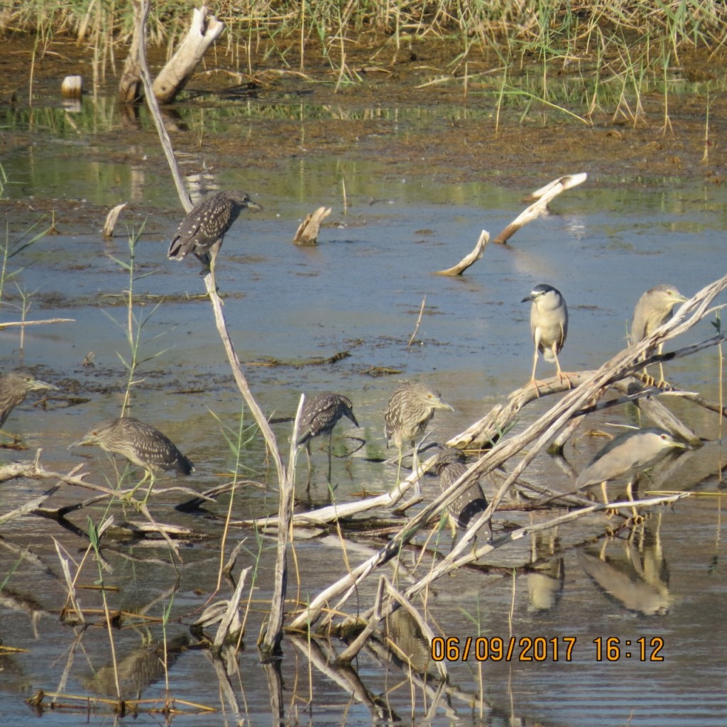 stormo di Nitticore in sosta a Saline