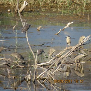 Pantano di Saline Joniche