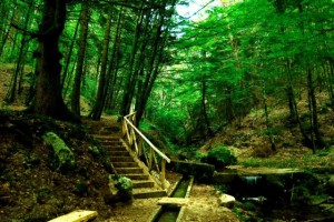 Parco Naturale delle Serre