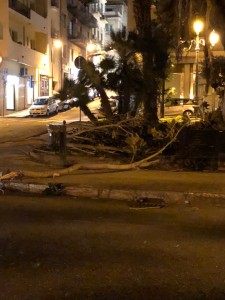 reggio calabria alberi caduti