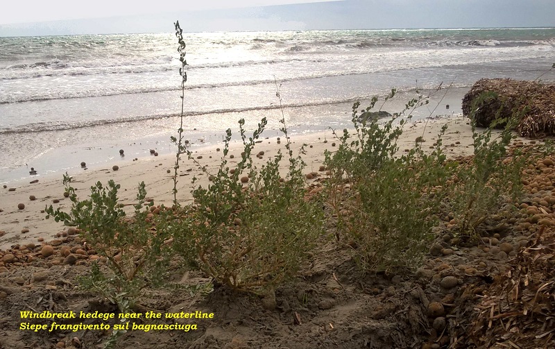 siepe-frangivento mazzara del vallo