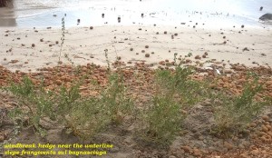 siepe-frangivento mazzara del vallo