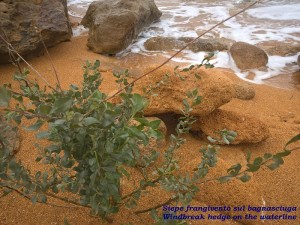 siepe-frangivento mazzara del vallo