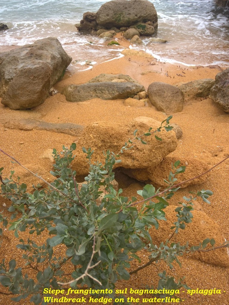 siepe-frangivento mazzara del vallo