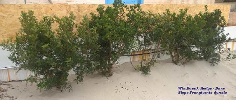 siepe-frangivento mazzara del vallo
