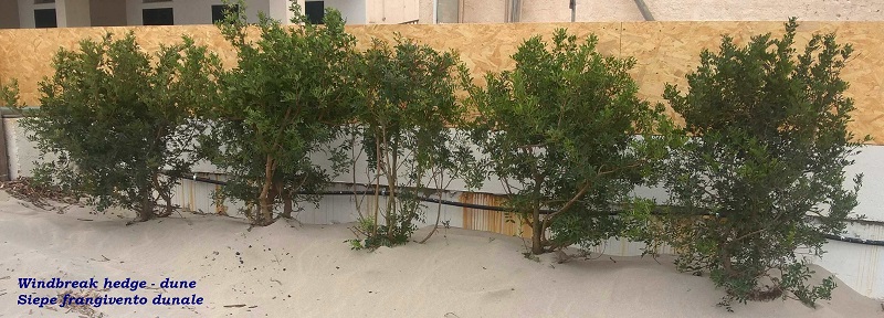 siepe-frangivento mazzara del vallo