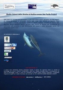 studio cetacei dello stretto