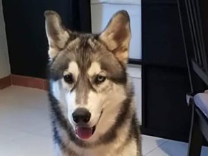 cane