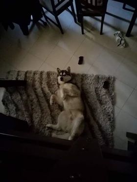 cane
