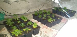marijuana Reggio Calabria