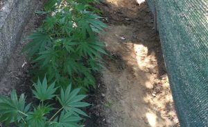marijuana cosenza