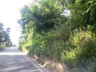 palmi melicuccà seminara