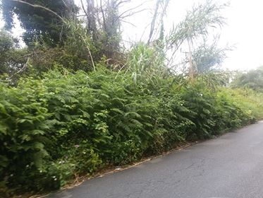 palmi melicuccà seminara