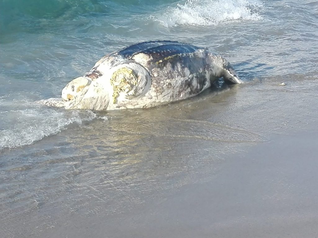 tartaruga liuto
