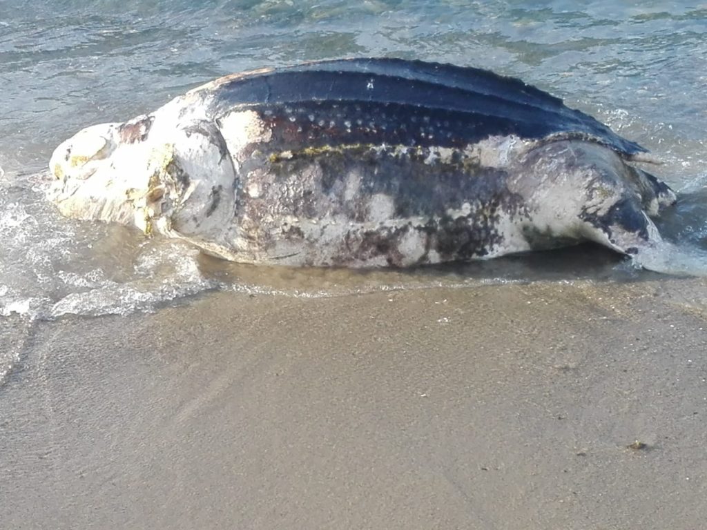 tartaruga liuto