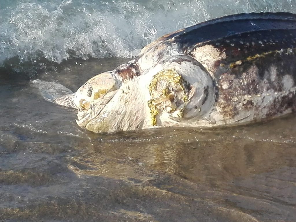 tartaruga liuto