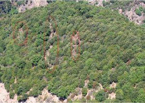 Canapa indiana Aspromonte Gioiosa Ionica