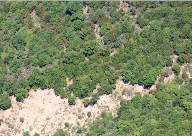 Canapa indiana Aspromonte Gioiosa Ionica