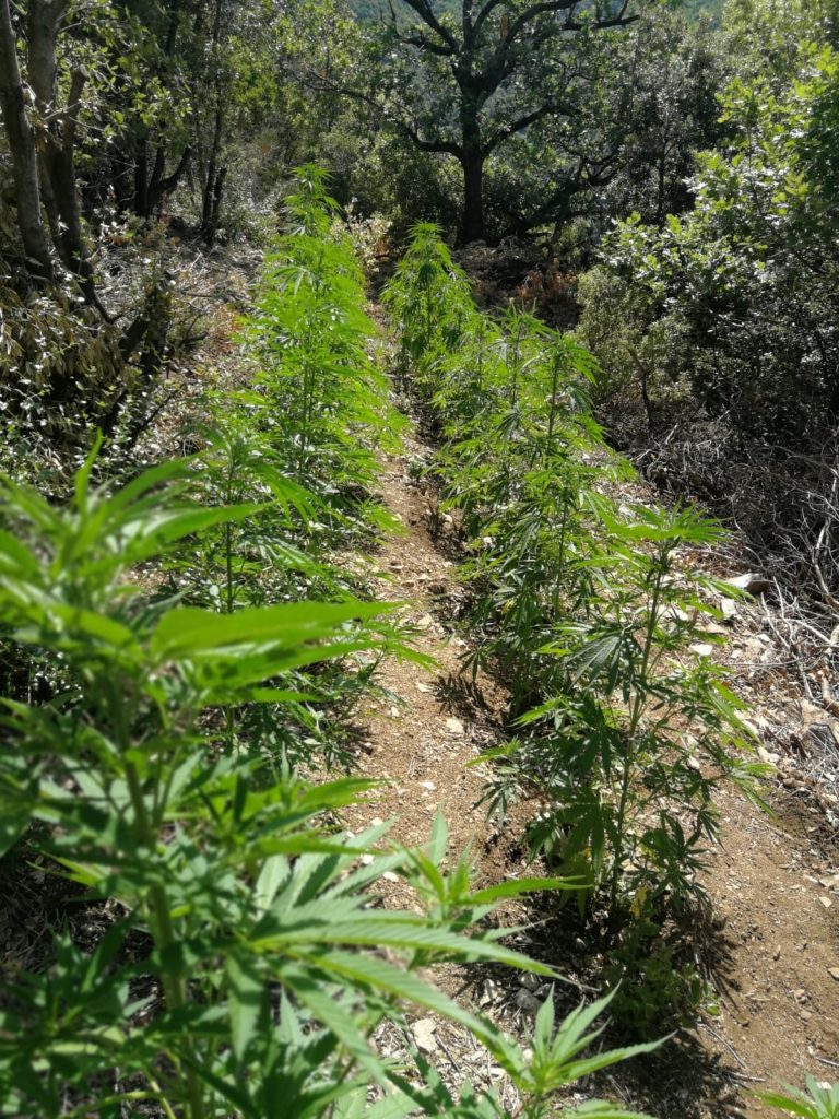 Canapa indiana Aspromonte Gioiosa Ionica
