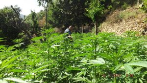 marijuana Reggio Calabria