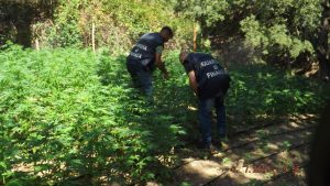 marijuana Reggio Calabria