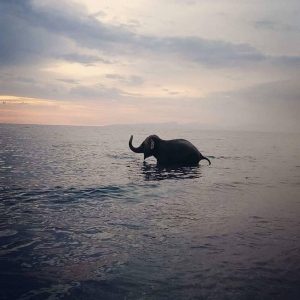 elefante in calabria