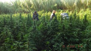 marijuana Reggio Calabria