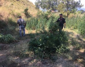 marijuana archi reggio calabria