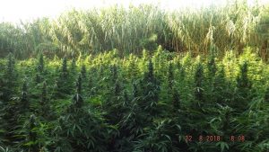 marijuana Reggio Calabria