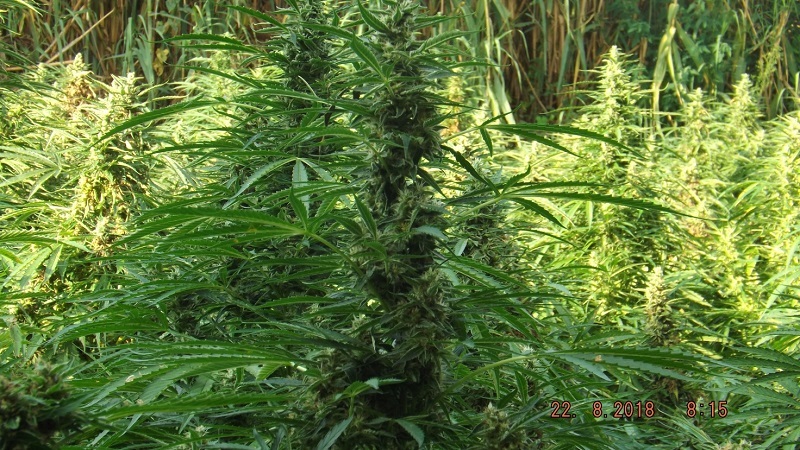 marijuana Reggio Calabria