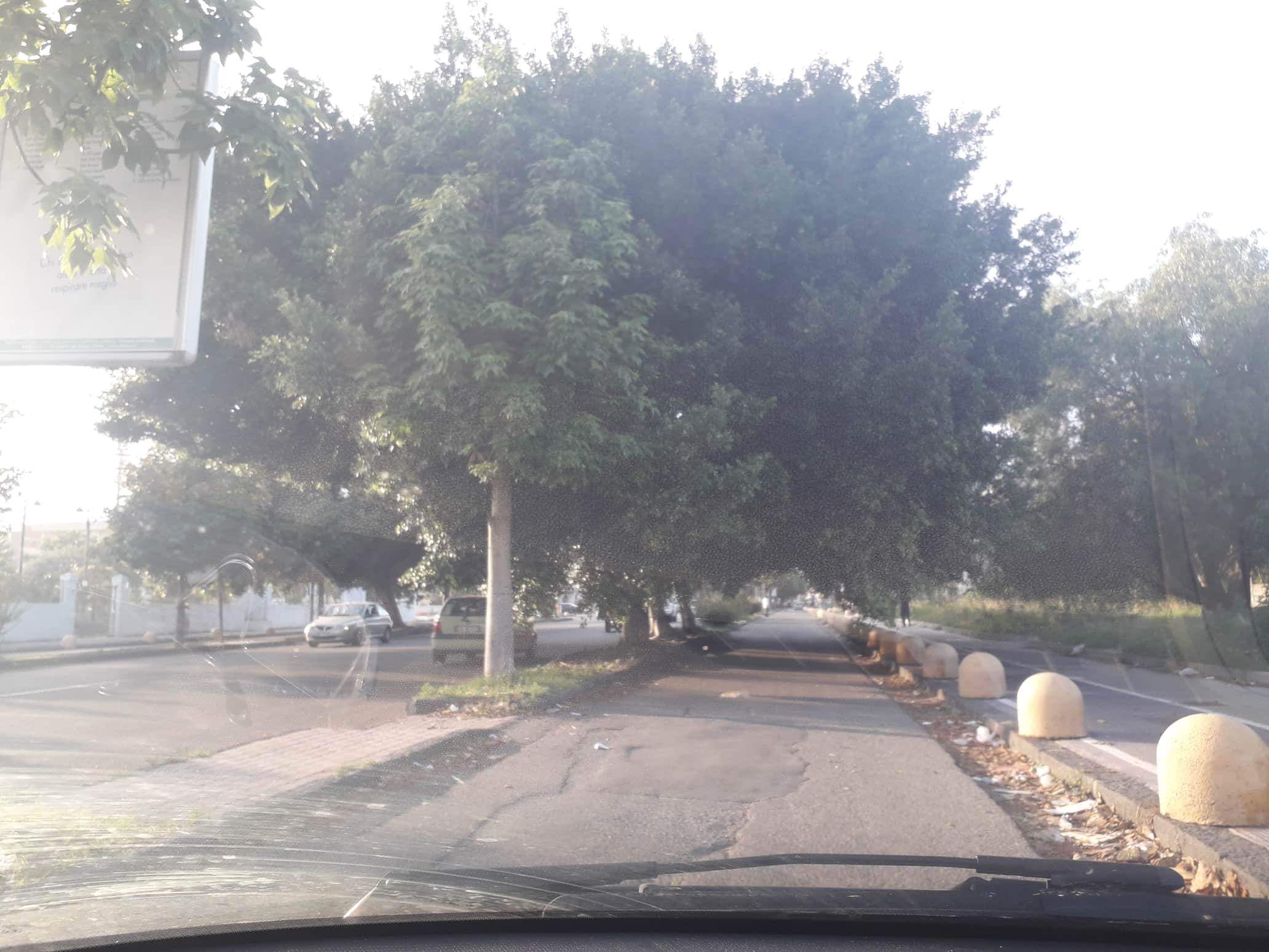 alberi viale calabria