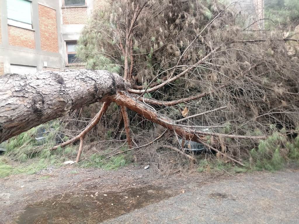 albero caduto (6)