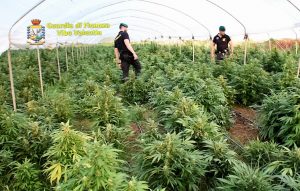 Piantagione marijuana Pizzo VV