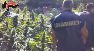 cannabis reggio calabria