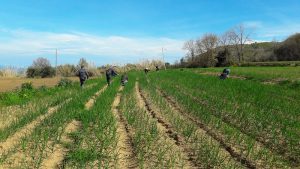 cipolla di Tropea finanza Vibo Valentia